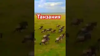 УЖАСЫ ТАНЗАНИИ!!! СМОТРИТЕ ПОЛНОЕ ВИДЕО! #африка #танзания