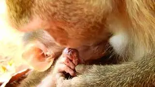 Million Pity! Anita Clean Wound For Astra! So Poor Adorable Baby Monkey!