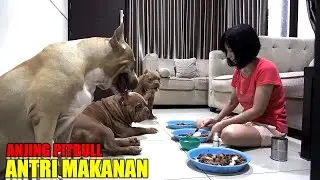 DISIPLIN DAN TERLATIH ! ANJING PITBULL ANTRI MAKANAN DAN TUNGGU DIPANGGIL | HEWIE PITBULL