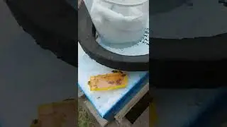 королева принята 3 часть 