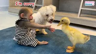 BiBi monkey  steals duckling's watermelon then...