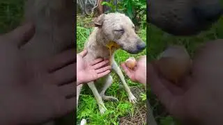 Are Eggs Good For Sick Dogs?