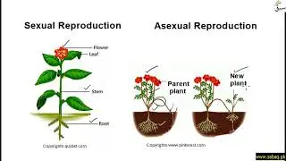 Sexual and Asexual Reproduction in Plants, General Science Lecture | Sabaq.pk