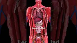 Best Heart Location for Blood Supply 🫀