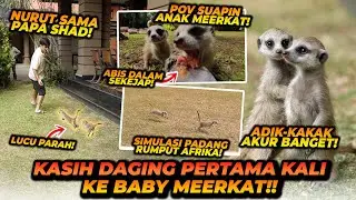 SIMULASI BABY MEERKAT BERADA DI PADANG RUMPUT AFRIKA ! UMUR SEGINI UDAH BISA MAKAN DAGING ?!