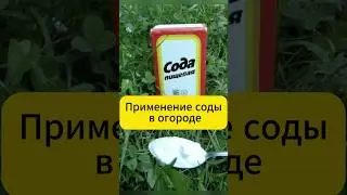 Лучшее применение соды на даче  