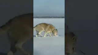 Арктический гибрид Волка и Волэнда.