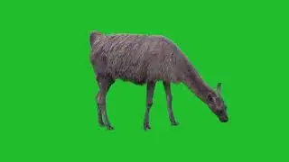 Alpaca on Green Screen link 🔗 in👇 Description / Vfx scene