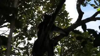 Madagascar. Indri Indri sound