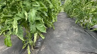 Обзор томатов. Почему не завязываются🍅🌶️