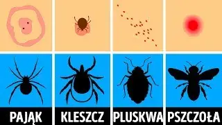 Jak rozpoznać ukąszenia różnych insektów?