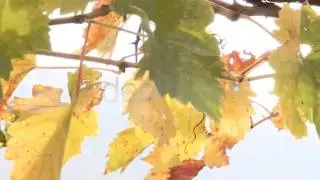 Stock Footage - Autumn Wine Leaves | VideoHive