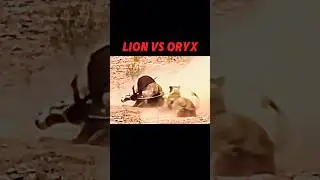 Lion vs Oryx 