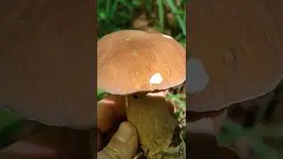 Очередной прекрасный белый!