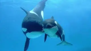 Звук касаток # sound of killer whales бессонница