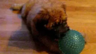moxie 009.AVI