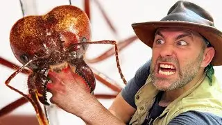 BITTEN by Giant Soldier Ants!
