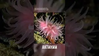 Этого краба боятся все рыбы 😱