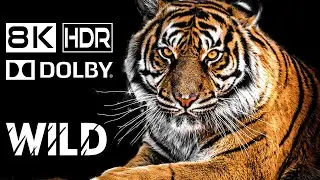 8K Video HDR • WILD ANIMALS in 8K Ultra HD