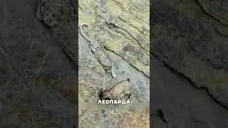 Леопард загнал барана ПРОПАСТЬ🐆⛰️💀