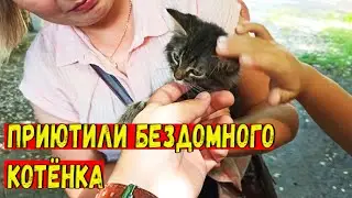 Бездомный котёнок нашел свой дом и семью