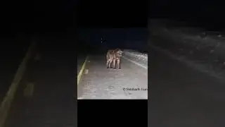 Гигантский волк вышел на дорогу