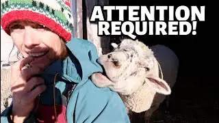 EWE'VE got my full attention. ~  barn cleanout, checking pregnant ewes & watching Ruby Sue.