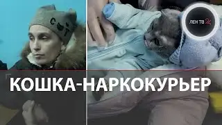 Закладчица замаскировала кошку под новорожденного, чтобы прятать так свертки с наркотиками