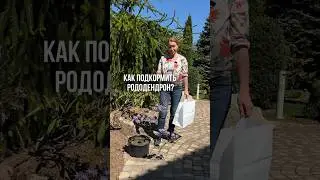 КАК ПОДКОРМИТЬ РОДОДЕНДРОН?!