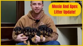 Moxie And Apex Litter Update!