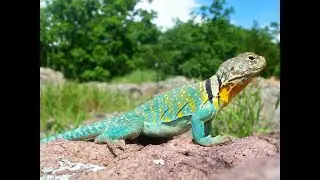 Пустынная игуана