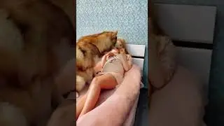 شوف كياته الكلب مع صاحبته الحامل 🥰😍❤️ #shorts #زواج #حب #baby #dog