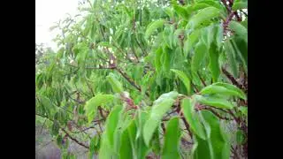 Arbutus andrachne tree