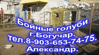 Бойные голуби. г.Богучар.