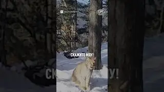 Такие милые хищные кошки! 😺 #рго #животные #география