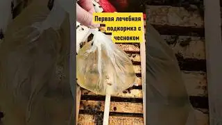 1 лечебная подкормка пчел весной с чесноком 