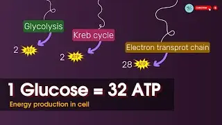 ATP ⚡production in cellular respiration || 1glucose = ~32-36 ATP molecules