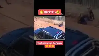 🥺ЖЕСТЬ🥺 ПИТБУЛЬ СПАС РЕБËНКА ОТ НАПАДЕНИЯ ОВЧАРКИ 👏👏👏