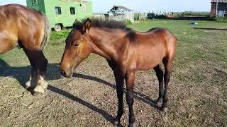 больной жеребенок которого выхаживали полгода встал на ноги.