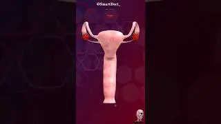 The uterus and vagina from the inside out. ✨‍♀️