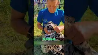 Он учит львов сандалем! ( Оригинал 