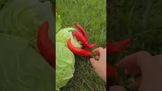 УРОЖАЙ НА ЗАБРОШЕННОМ УЧАСТКЕ. 16.06.24. ПЕРЕЦ. ТОМАТЫ, КАПУСТА, КЛУБНИКА, ЛУК, САЛАТЫ.