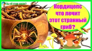 Кордицепс - что лечит этот странный гриб?