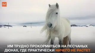 Как выживают люди и лошади на берегу Белого моря