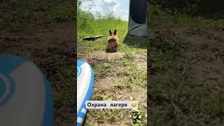 Собачья жизнь🤍#shorts #корги #dog #animals #puppylife