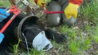 Bear Freed From Metal Milk Can After Being Trapped for Weeks