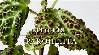 БЕГОНИЯ ДРАКОПЕЛТА [Краткий Видео Обзор]