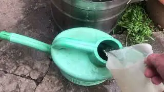 Дрожжи как подкормка для огурцов.