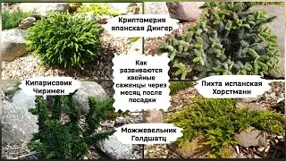 Как развиваются хвойные саженцы через месяц после посадки.