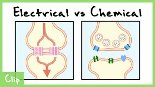 Electrical vs Chemical Synapse Explained (Gap Junctions) | Clip